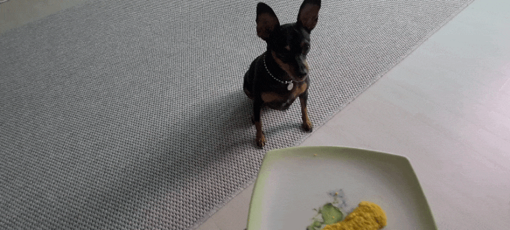  반려견 다이어트! 근데 치팅데이는 안 줄거야? 댕댕테이블 강아지 치맥세트