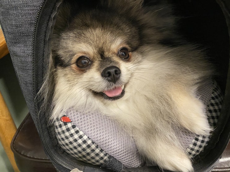  미용실에 간 꾸꾸