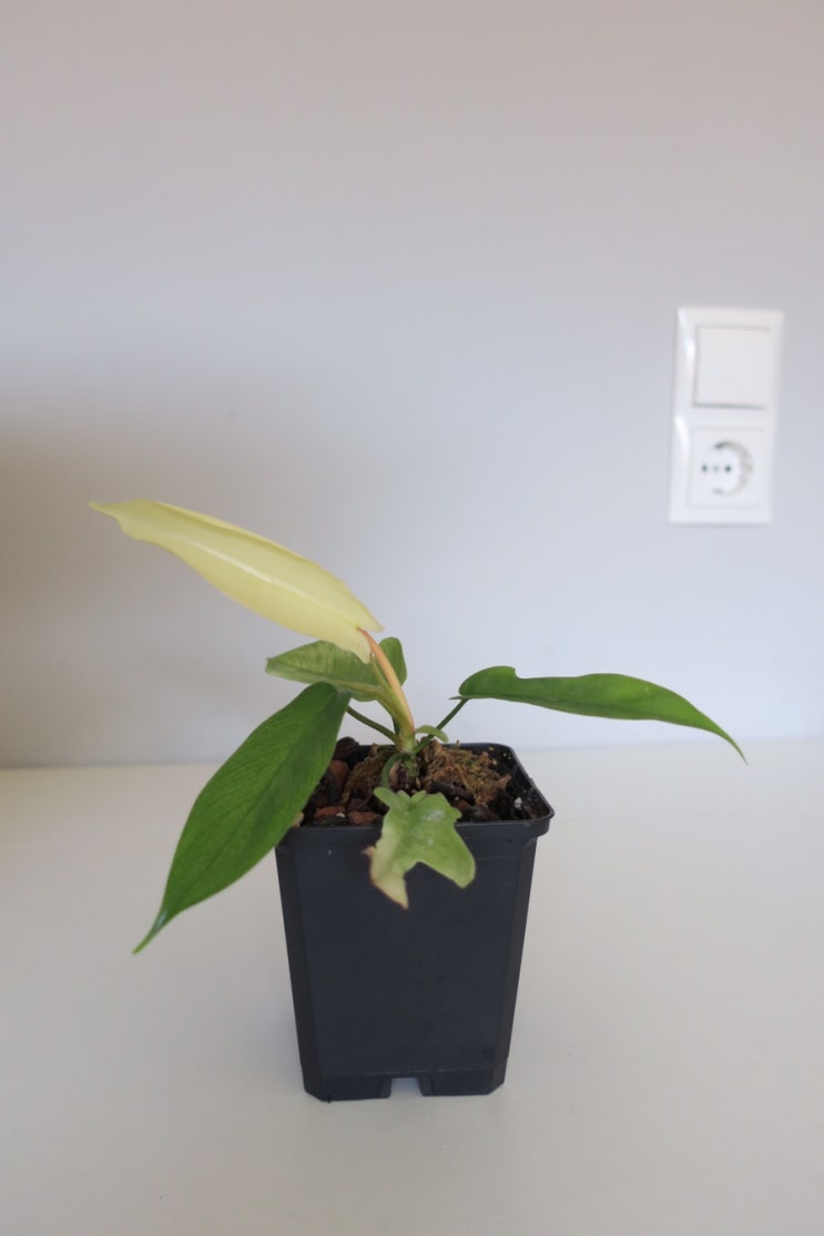 플로리다 고스트 _ Philodendron Florida Ghost