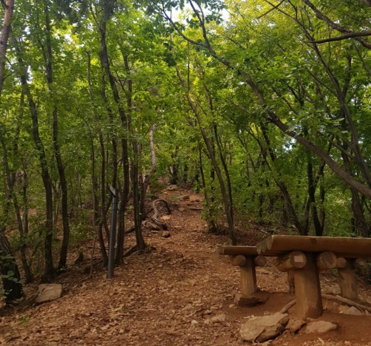 <시> 숲에 들다 나태주 나무 <시> 숲에 들다 나태주 나무