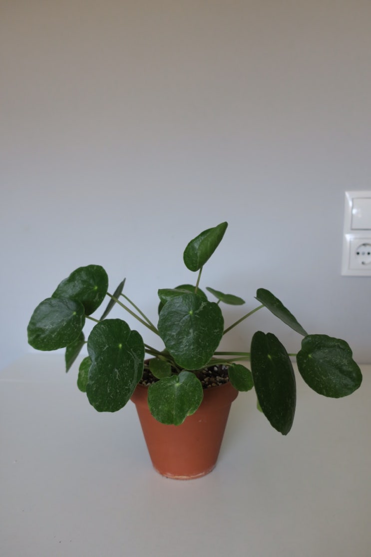  필레아 페페로미오데스 '슈가' _ Pilea Peperomioides 'Sugar'