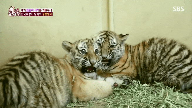  태범이 무궁이 그리고 오둥이.. ㅠㅠ (ㅂㄷㅂㄷ)