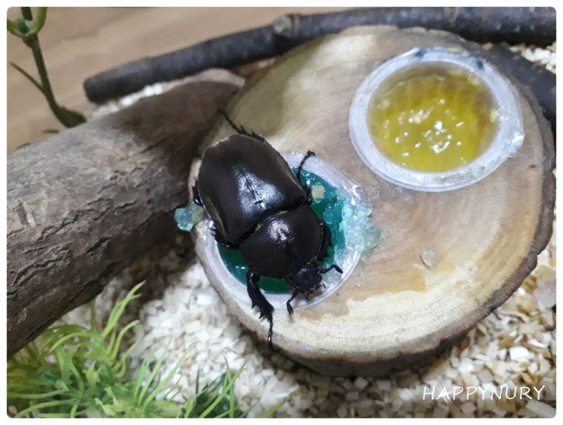 코뿔소 딱정벌레 변형 톱밥 목격