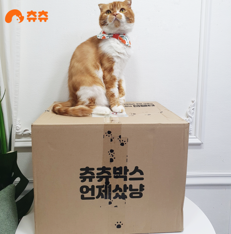 고양이용품은 회원특가 가득한 츄츄닷컴에서 혜택받으세요