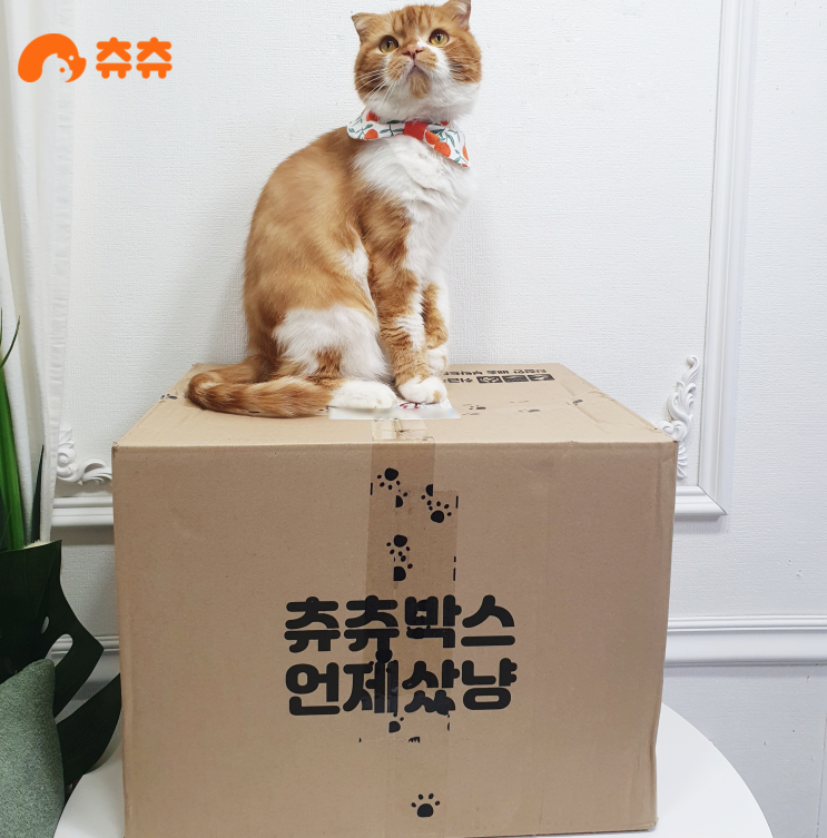  고양이용품은 회원특가 가득한 츄츄닷컴에서 혜택받으세요
