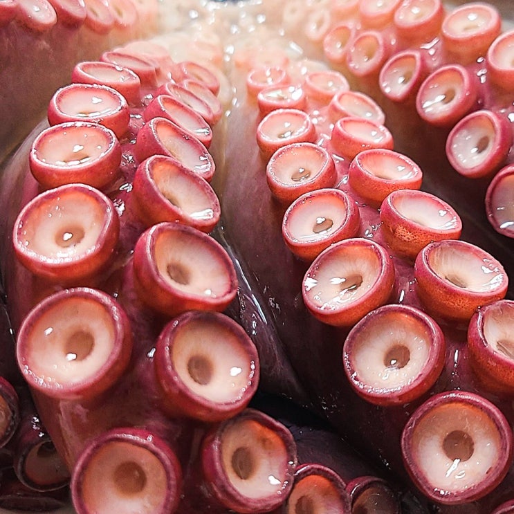 많이 팔린 문어아빠 강원도 고성 피문어 자숙 삶은문어 산지직송 참문어 대문어, 3kg 추천합니다 많이 팔린 문어아빠 강원도 고성 피문어 자숙 삶은문어 산지직송 참문어 대문어, 3kg 추천합니다