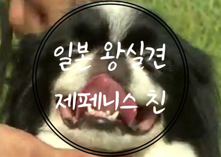  일본 왕실견 제페니스친을 아시나요?