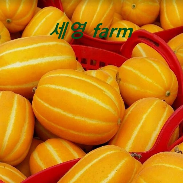 당신만 모르는 참외 성주참외 세영농장GAP인증 기능성가바참외 당일수확산지직송 5kg 10kg로얄과 대과제수용천연신경안정제 불면증 치매도움 당도보장, 10kg소과,꼬마 추천해요 당신만 모르는 참외 성주참외 세영농장GAP인증 기능성가바참외 당일수확산지직송 5kg 10kg로얄과 대과제수용천연신경안정제 불면증 치매도움 당도보장, 10kg소과,꼬마 추천해요