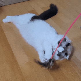  귀여운고양이 연유랑 앙꼬의 흔들흔들