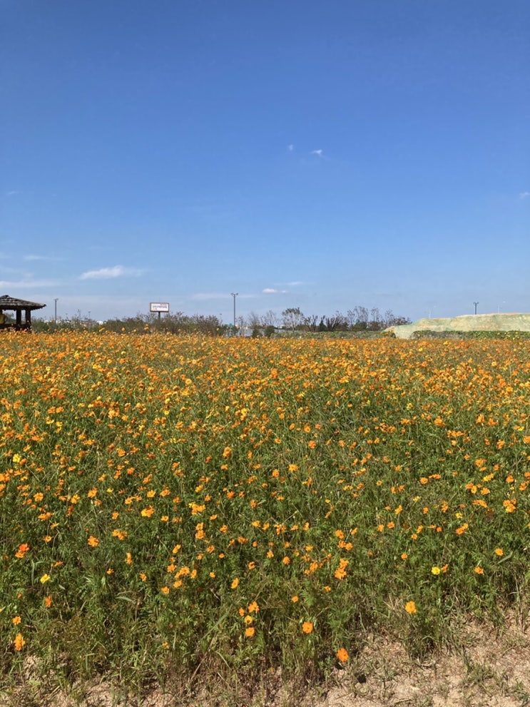 [나들이] 인천 '계양꽃마루' 방문 후기 - 코스모스, 황화코스모스
