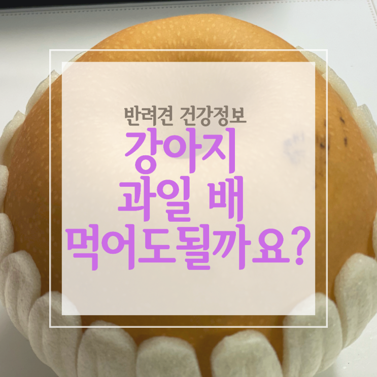  강아지 과일 배 먹어도 되나요? 급여시 주의사항과 영양