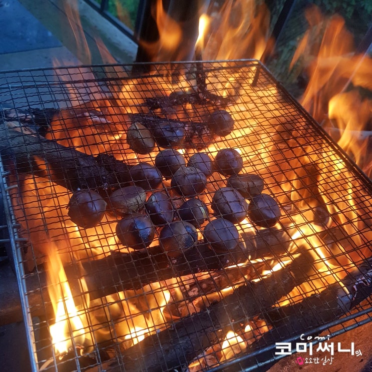 주말에 밤 따러 남양주로 출발! 장작에 군밤 만들기 군고구마도 꿀맛 (생밤 보관법과 밤 삶는 방법)