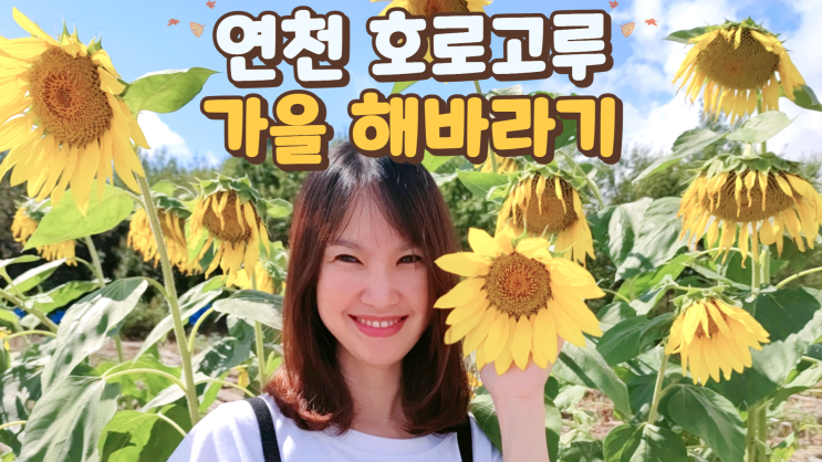 연천 호로고루 해바라기 하늘계단 가을 사진 찍기 좋은 곳