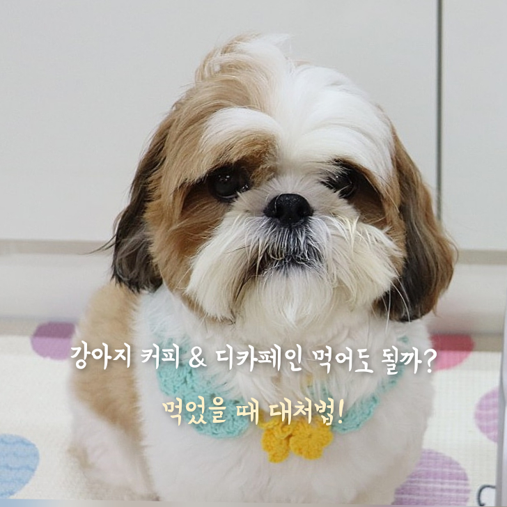  강아지 커피 카페인 치사량, 디카페인은 괜찮을까?먹었을 때 대처법