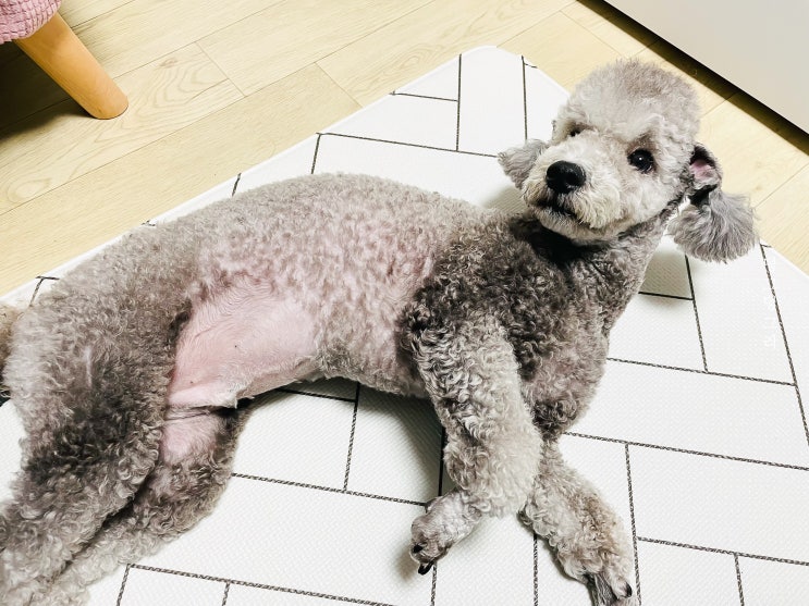  강아지 배가 빵빵하게 부풀어 오르는 증상 왜그럴까?