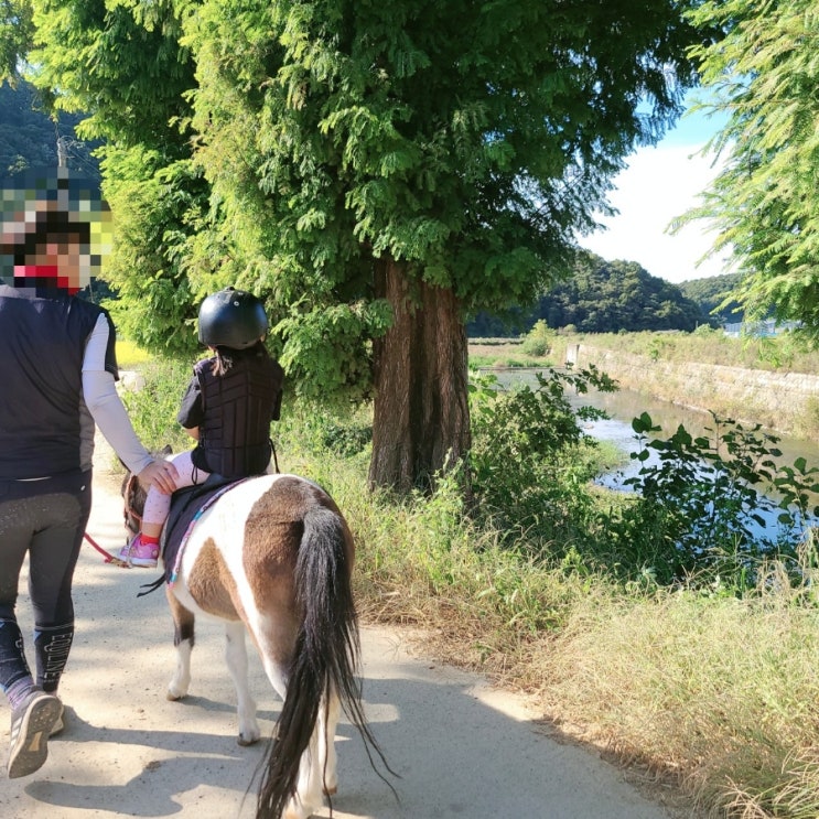  파주 아이랑 가볼만한곳 승마체험 할수있는곳 그랜드승마장 아이가정말좋아해요