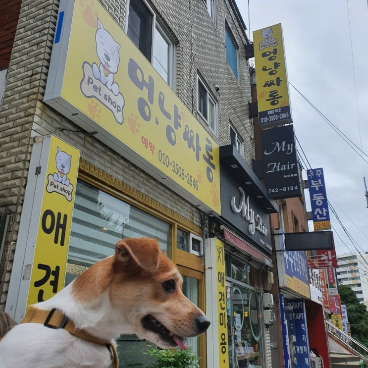 성남 중원구 애견미용 멍냥싸롱에서 강아지 목욕시키기
