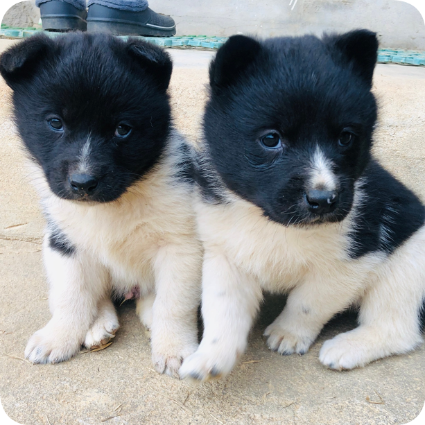  강아지가 똥을 먹어요/강아지 식분증 원인과 해결방법!