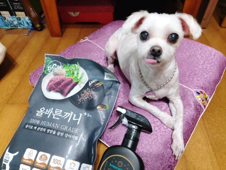  국개대표 올바른끼니 강아지사료&펫전용살균수 오즈펫으로 코로나도 때려잡기~