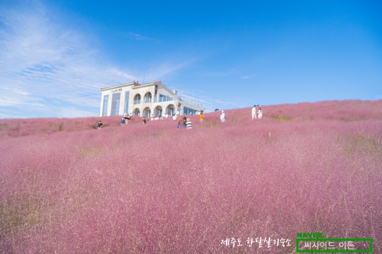  제주도 한달살기 숙소 SE 추천 "억새 새별오름 & 핑크뮬리 새빌카페"