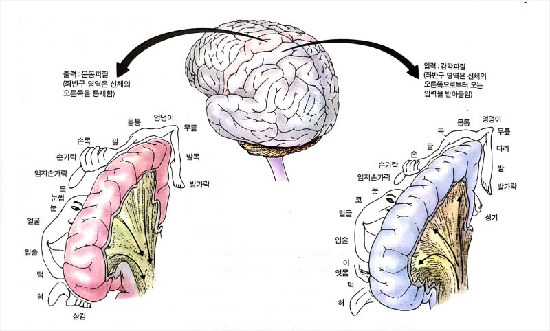 [심리학] 행동의 생리학적 기초 - 4.대뇌피질의 기능국재화(좌뇌,우뇌) : 네이버 블로그