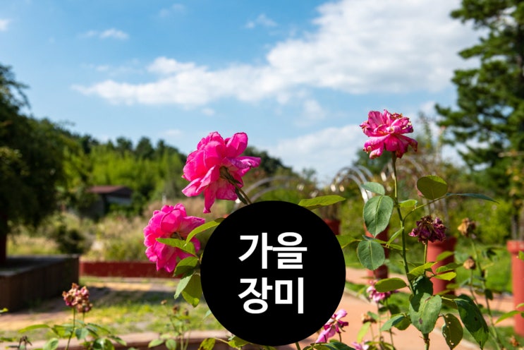  가을에 피는 장미
