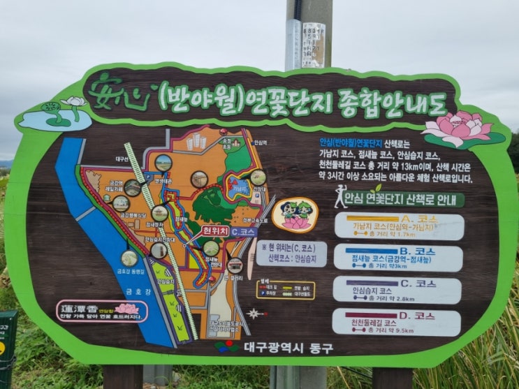  가볍게 산책하기 좋은곳(반야월 연꽃단지)