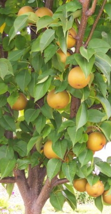  배의 영영성분과 효능은?
