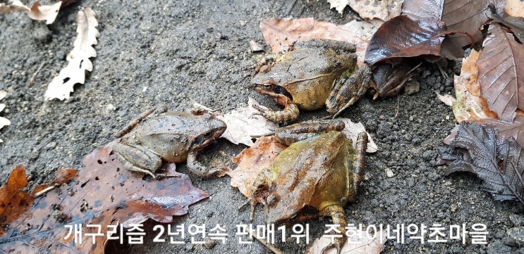 개구리즙 구매하기전 꼭 확인할 사항 주현이네약초마을