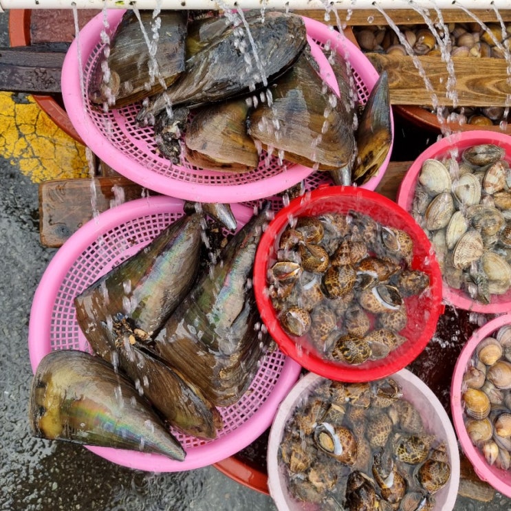  진해용원 어시장 해산물 장 보러가다/문어의 효능