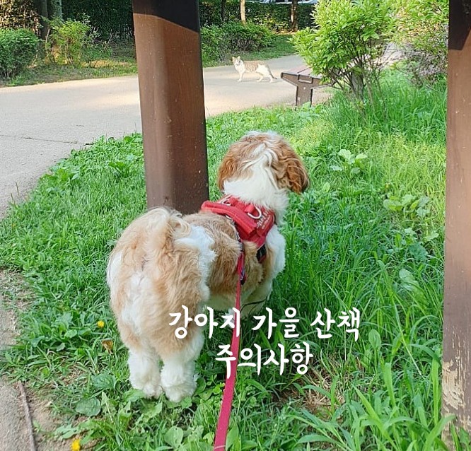  강아지 가을 산책 시 주의해야 할 꽃, 나무 열매