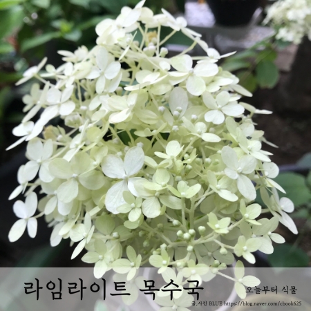 라임라이트 유럽수국 가지치기, 화분에서 키우기
