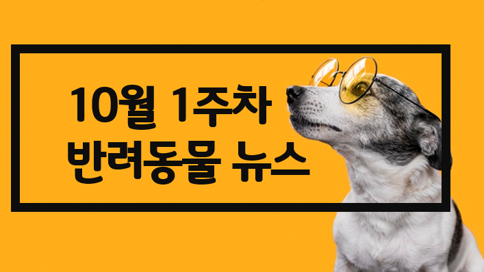  10월 1주 펫뉴스 #실종 반려견 찾기 캠페인 #동물등록 #반려견 비문