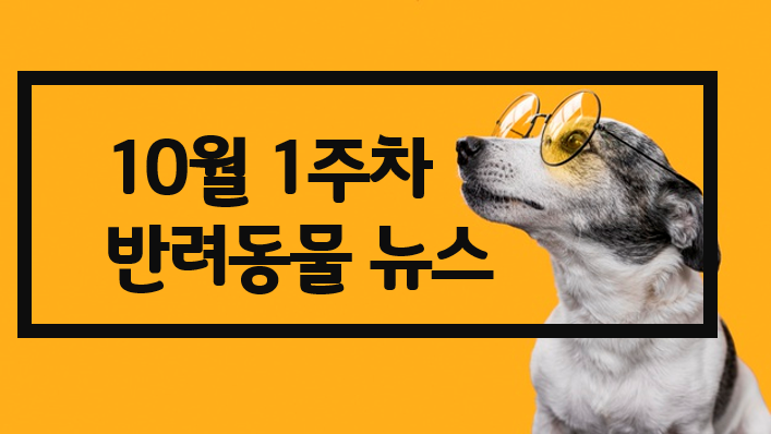 10월 1주 펫뉴스 #실종 반려견 찾기 캠페인 #동물등록 #반려견 비문