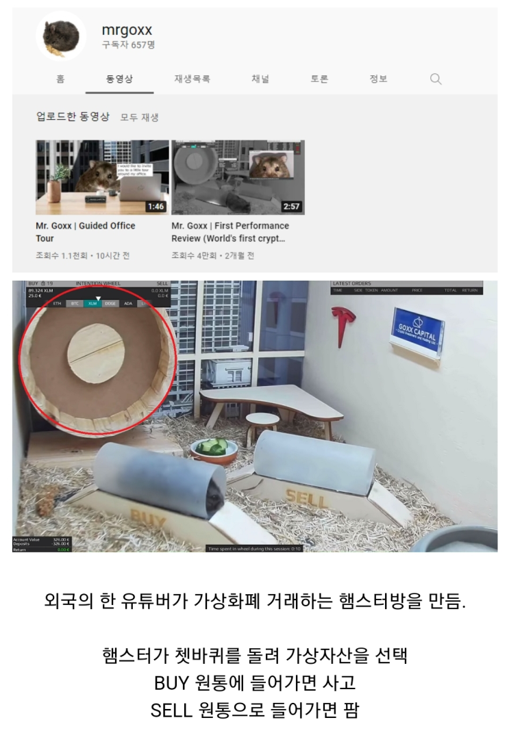  웬만한 사람보다 코인 잘하는 햄스터