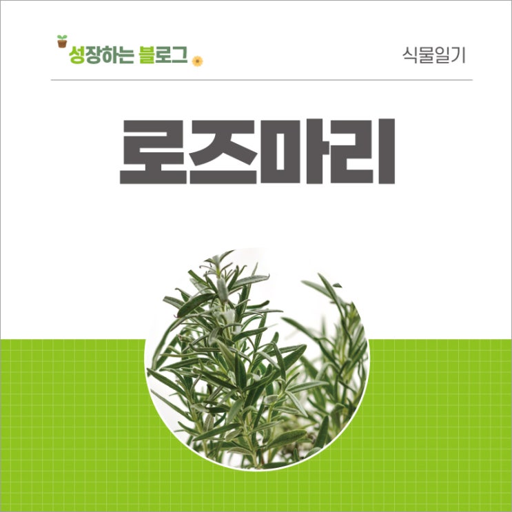  내겐 너무 어려운 로즈마리 키우기