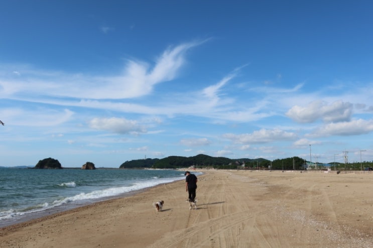  안면도 애견동반여행 갈만한곳 꽃지해수욕장