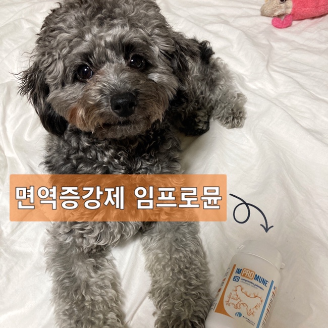  강아지 면역증강제 엘랑코 "임프로뮨" 반려동물 면역력 영양제 추천