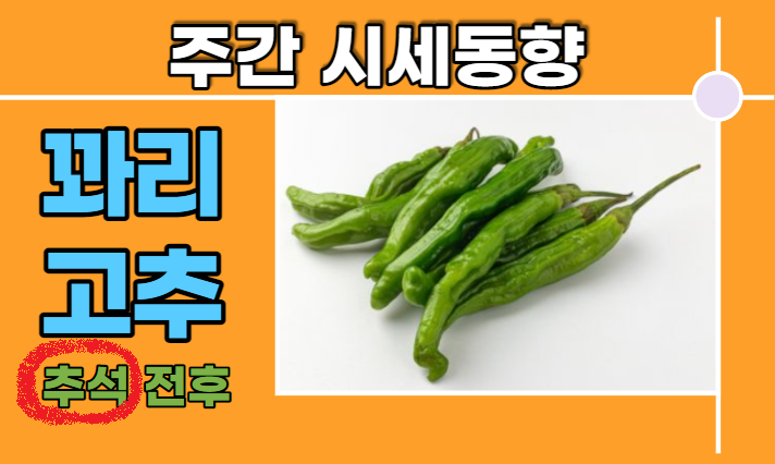  [경매사 주간보고] 추석 전·후 꽈리고추 가격은 그야말로 엉망입니다!