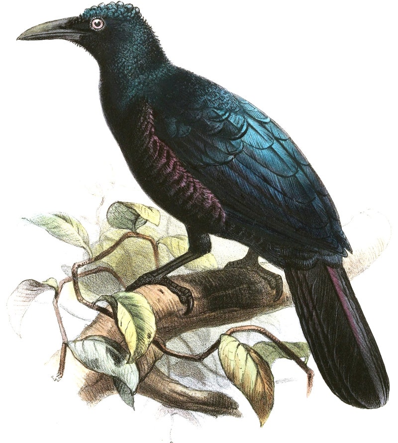 14개 속 45종《극락조 極樂鳥》birds-of-paradise