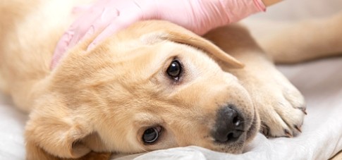 강아지파보바이러스, 미리 예방하여 강아지 건강 챙기세요.