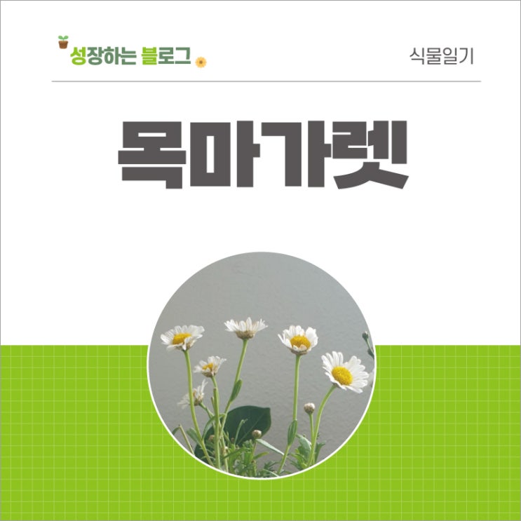  목마가렛 키우기
