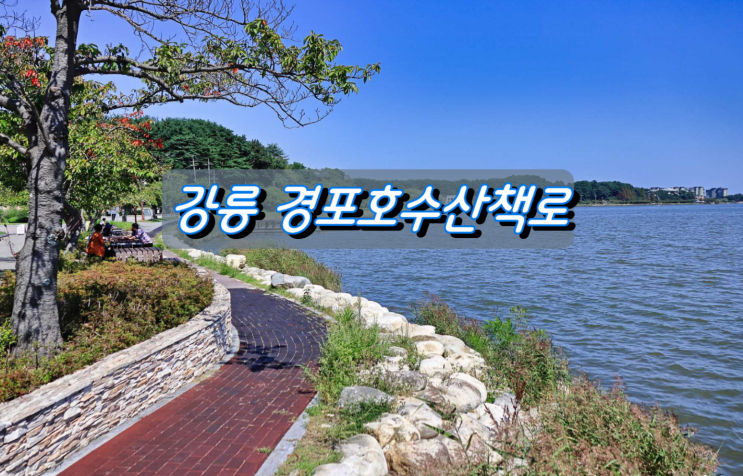 가을이 물드는 경포가시연습지&경포호수 산책로 가을이 물드는 경포가시연습지&경포호수 산책로