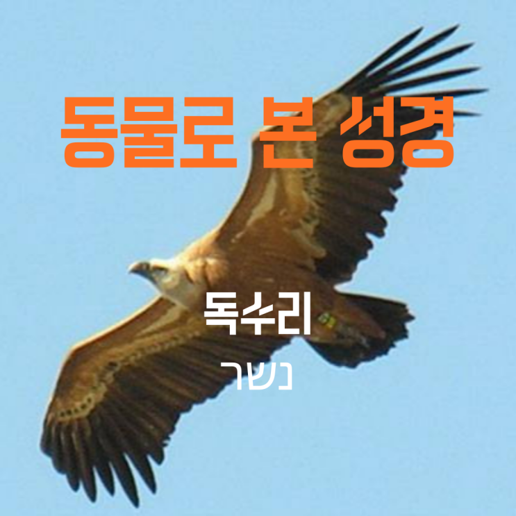  동물로 본 성경 - 독수리 (네쇄르 = נשר) - 보호의 상징