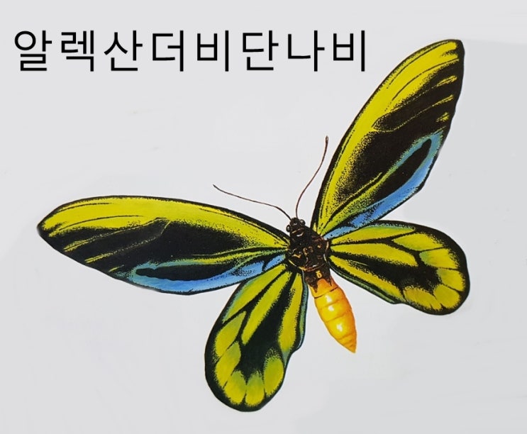  나비 나방 종류 특징 크기(벌꼬리박각시 아틀라스나방 날도래 긴꼬리산누에나방 모르포나비 제왕나비 등)