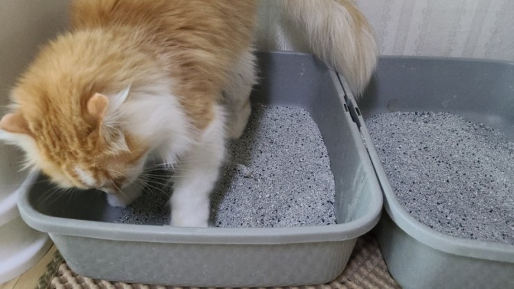 고양이모래추천 먼지없는 페스룸