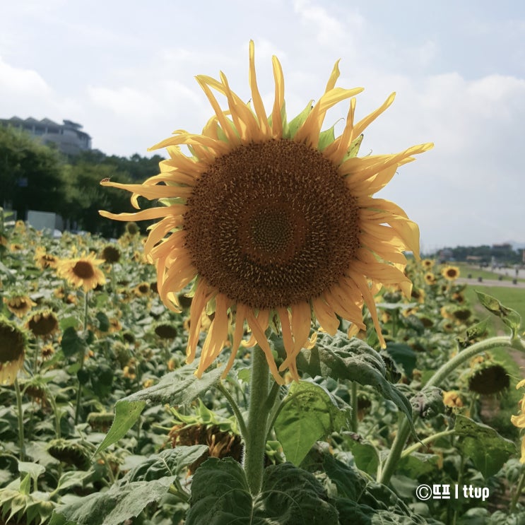  [제천] 공군 활주로가 꽃밭으로 바뀌었어요