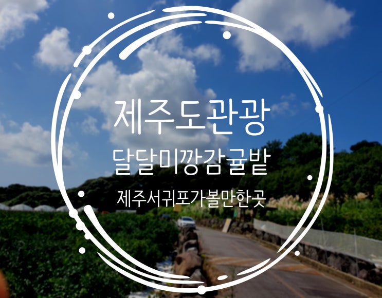 서귀포시 감귤밭 달달미깡감귤밭