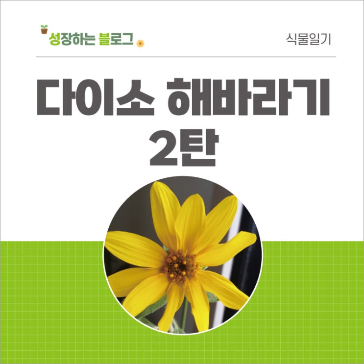  다이소 해바라기 키우기