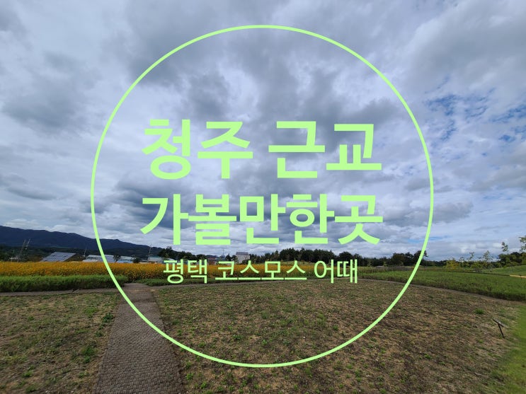  증평 코스모스 청주 근교 가볼만한곳 가을 산책로 나들이 장소